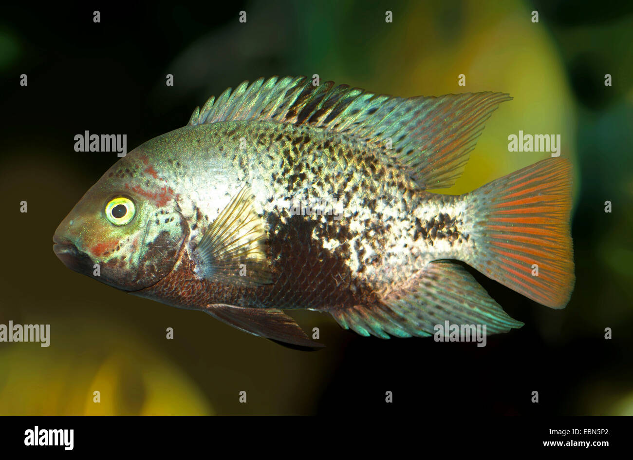 Correa manchada Cichlid, Black Belt (Vieja maculicauda cíclidos