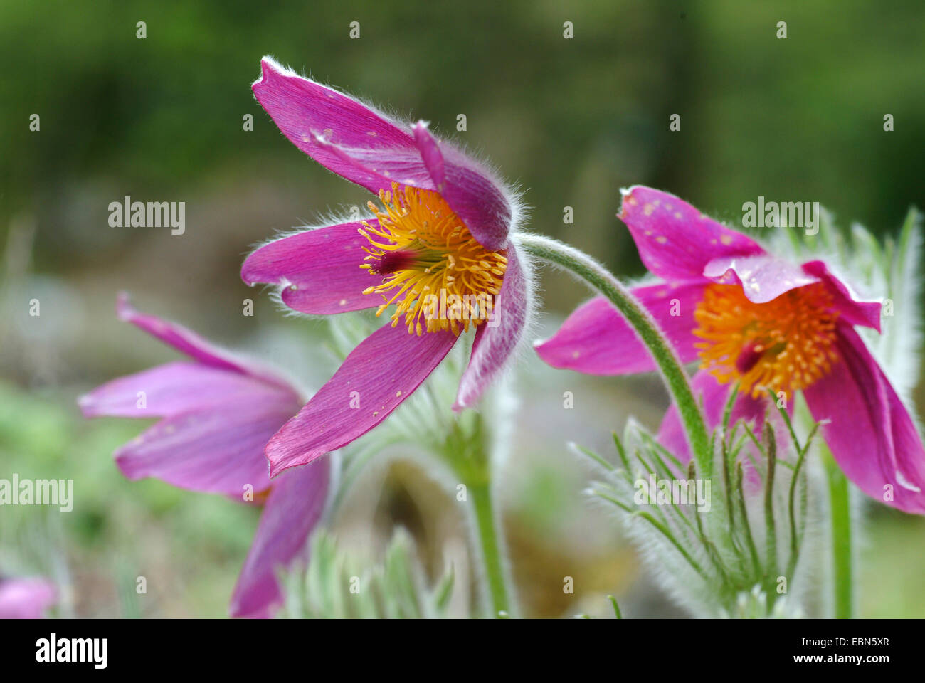 Mongolian pasque flower (Pulsatilla ambigua), flores Foto de stock