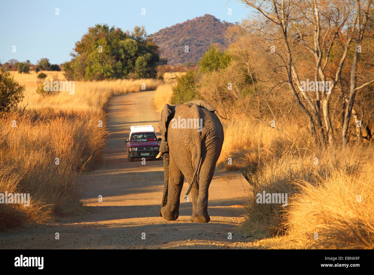 Elefante africano (Loxodonta africana), el elefante se aproxima a un coche por un camino de tierra, África del Sur, el Parque Nacional Pilanesberg Foto de stock