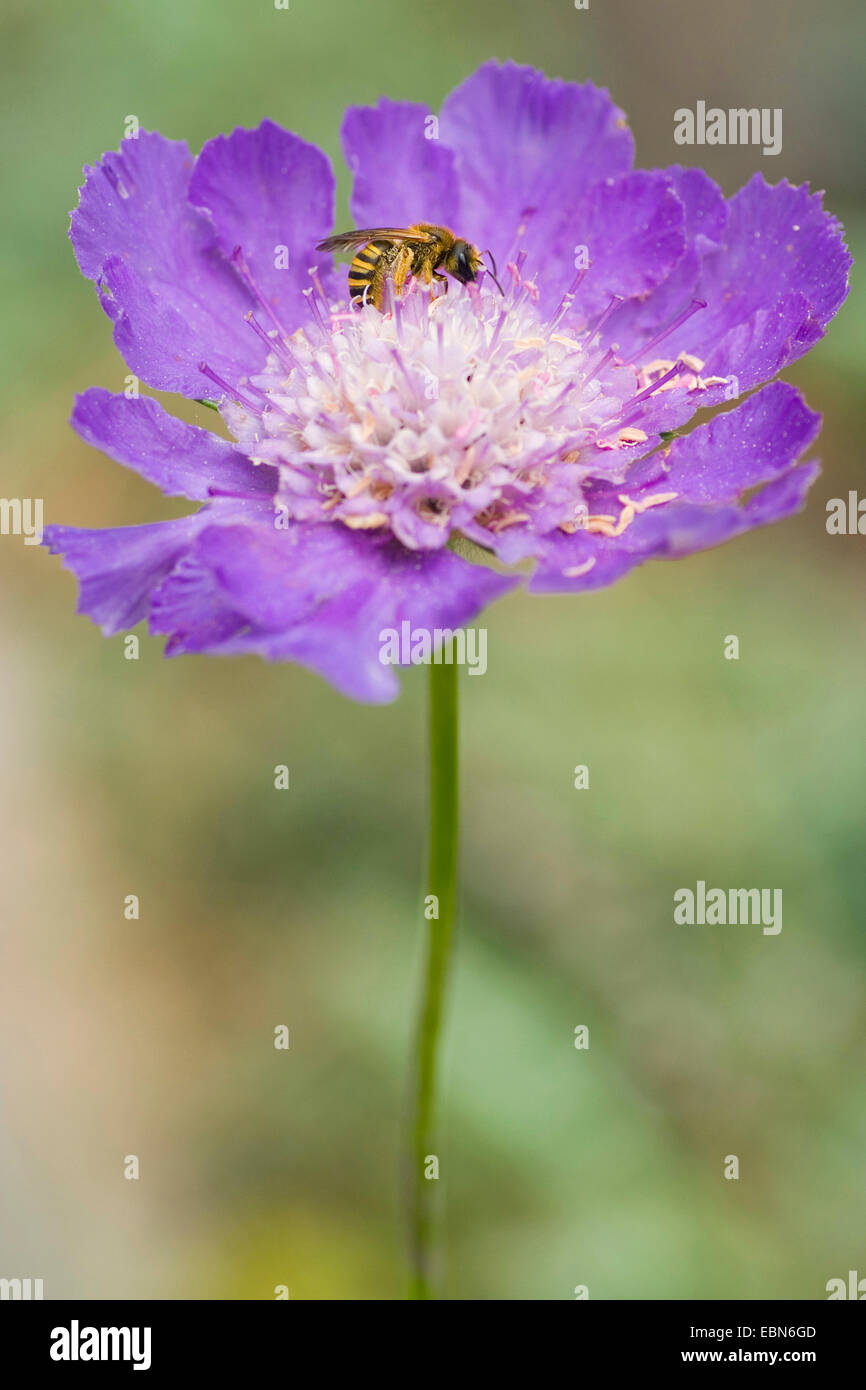 Acerico Flor (Scabiosa caucasica) Inflorescencia con abeja, Alemania Foto de stock