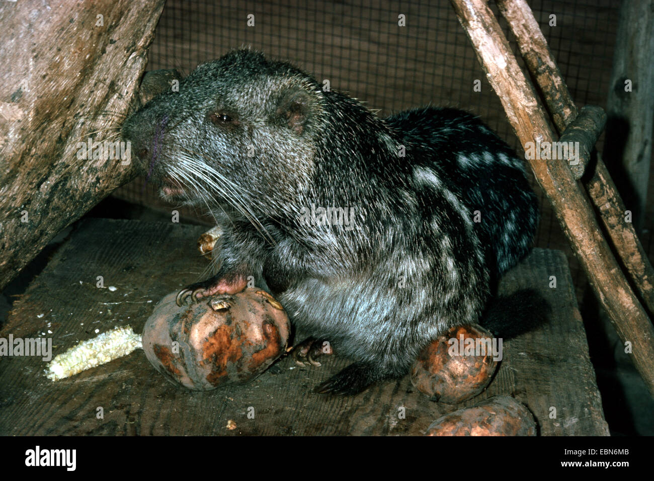 Branick pacarana, la rata gigante (Dinomys branickii), en el gabinete. Foto de stock