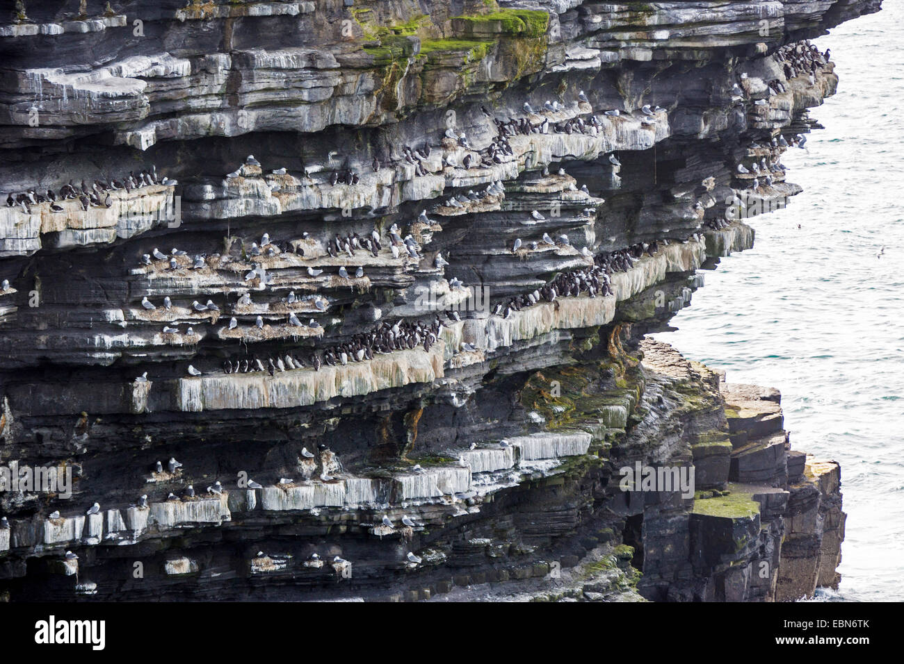 El Arao Común (Uria aalge), colonia de anidación con patas negras kittiwakes haciendo en una costa abrupta, Irlanda, en el condado de Mayo, cabeza Downpatrik Foto de stock