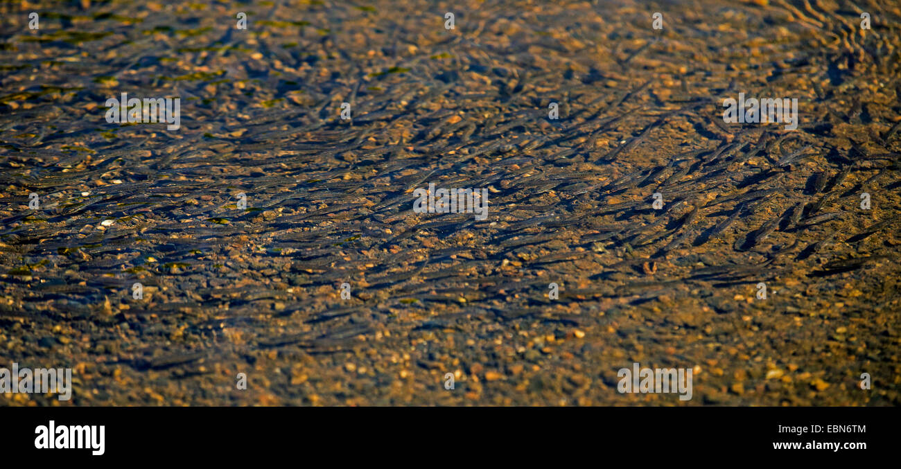 Minnow, piscardo (Phoxinus phoxinus euroasiática), escuela grande, migración de desove, Irlanda, Río Moy Foto de stock