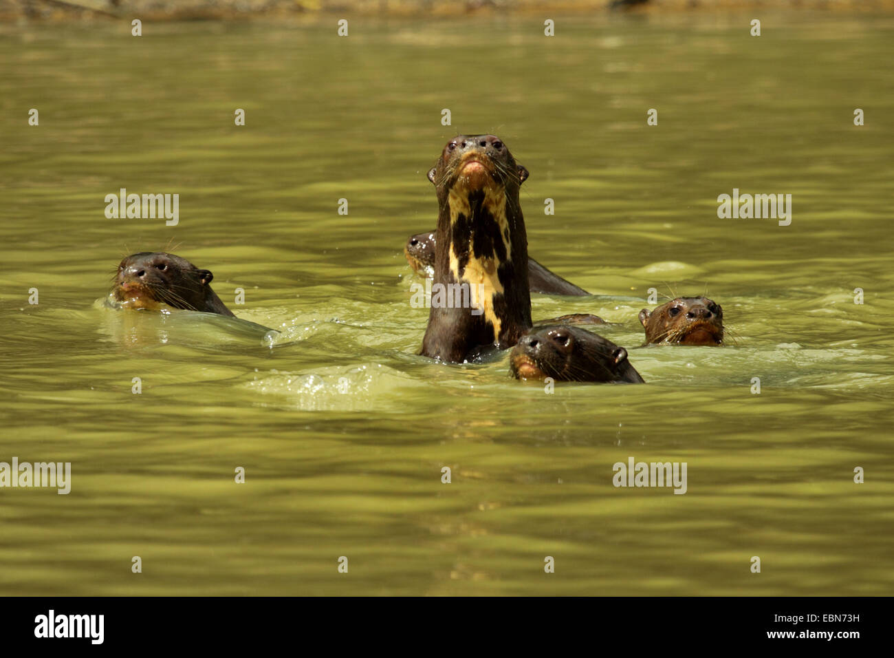Nutria gigante (Pteronura brasiliensis), familia de animales que nadan juntos en el agua, de Brasil, Mato Grosso, el Pantanal, río Cuiaba Foto de stock