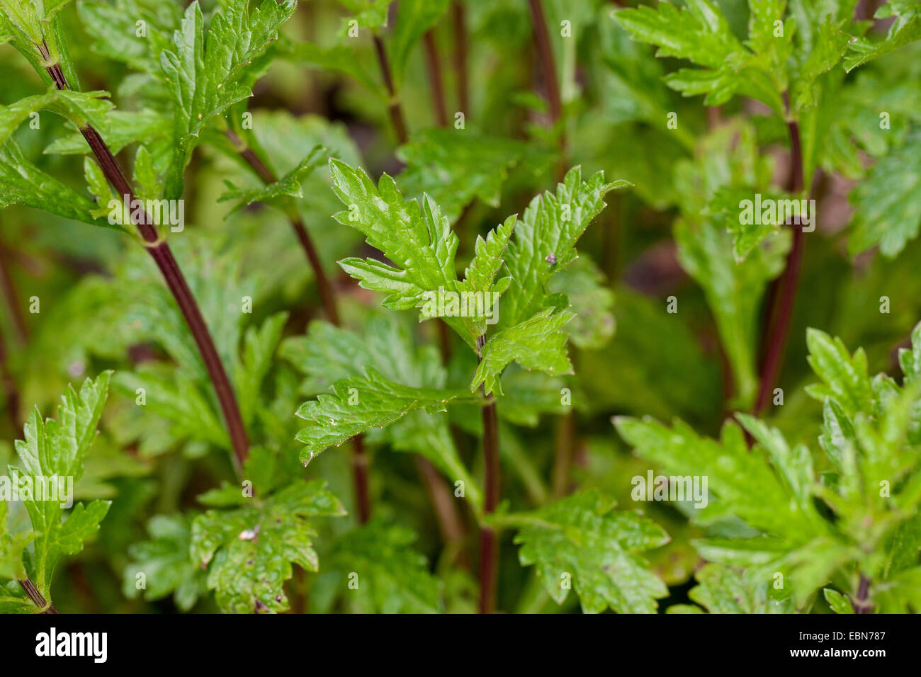 Vervain europeo, Turquía, la simplificación de la alegría de hierba (Verbena officinalis), brotes, Alemania Foto de stock