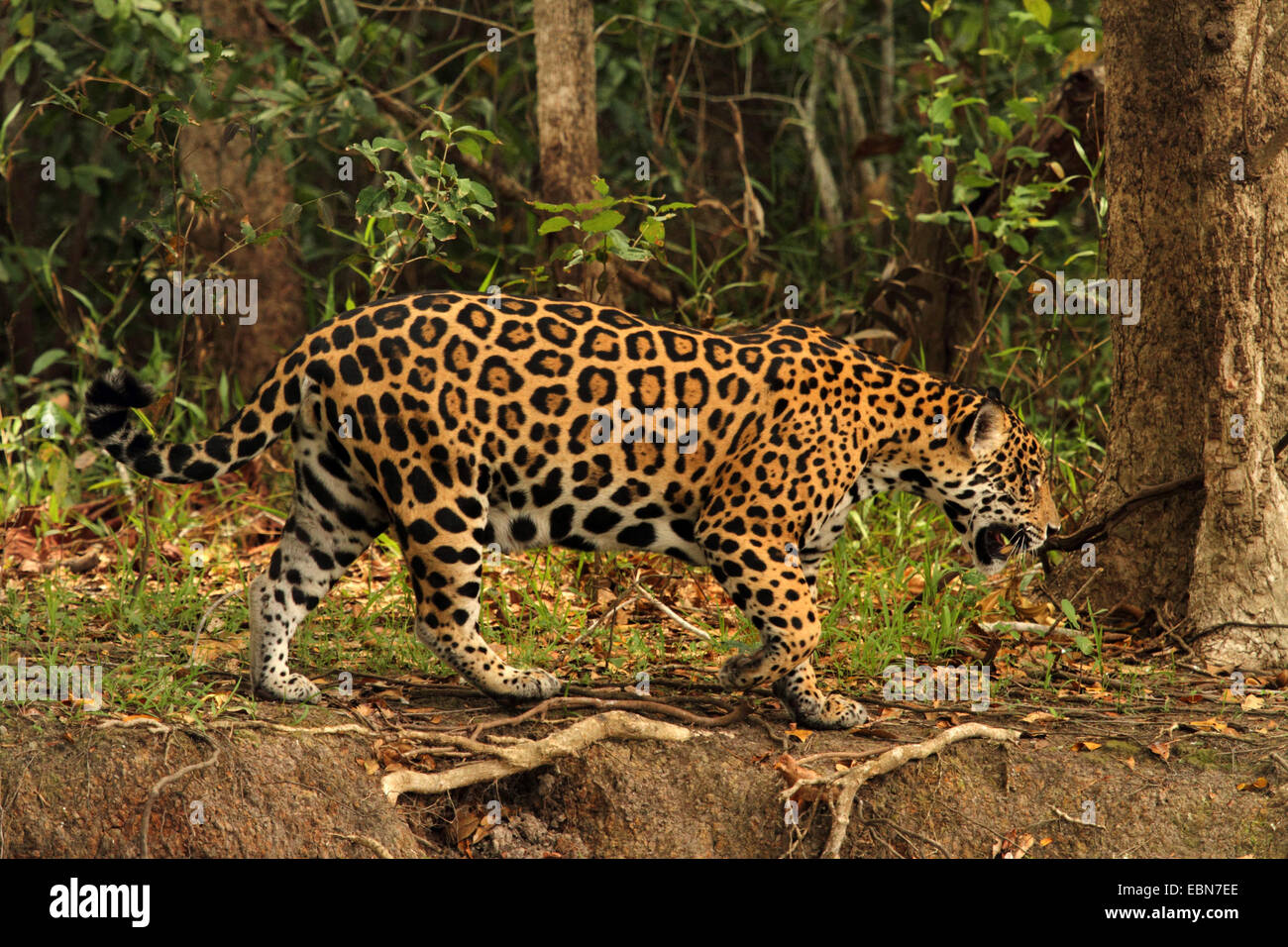 Jaguar (Panthera onca), al borde de bosques, Brasil, Mato Grosso, el Pantanal, río Cuiaba Foto de stock