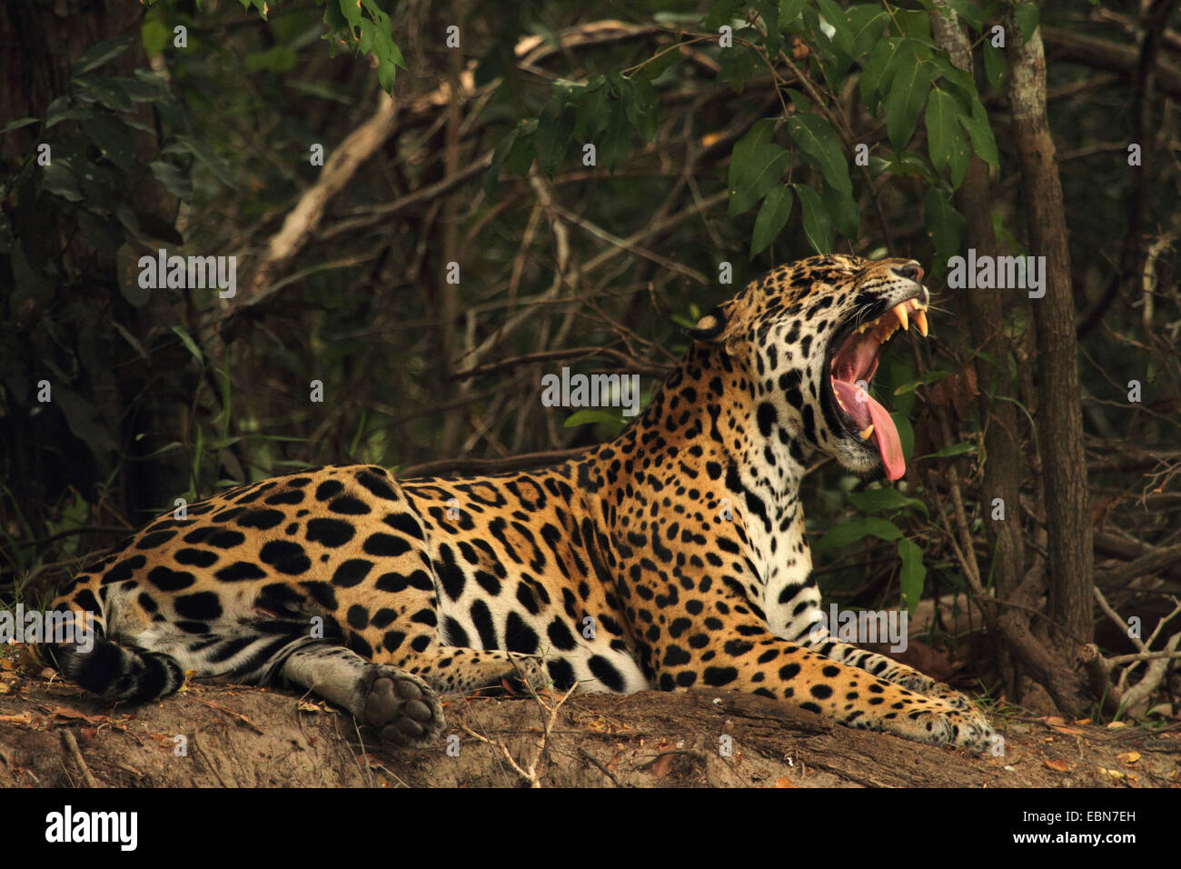 Jaguar (Panthera onca), de la mentira y el bostezo, Brasil, Mato Grosso, el Pantanal, río Cuiaba Foto de stock