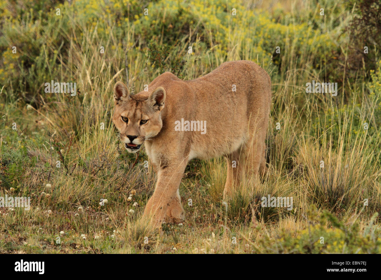 Puma chileno fotografías e imágenes de alta resolución - Alamy