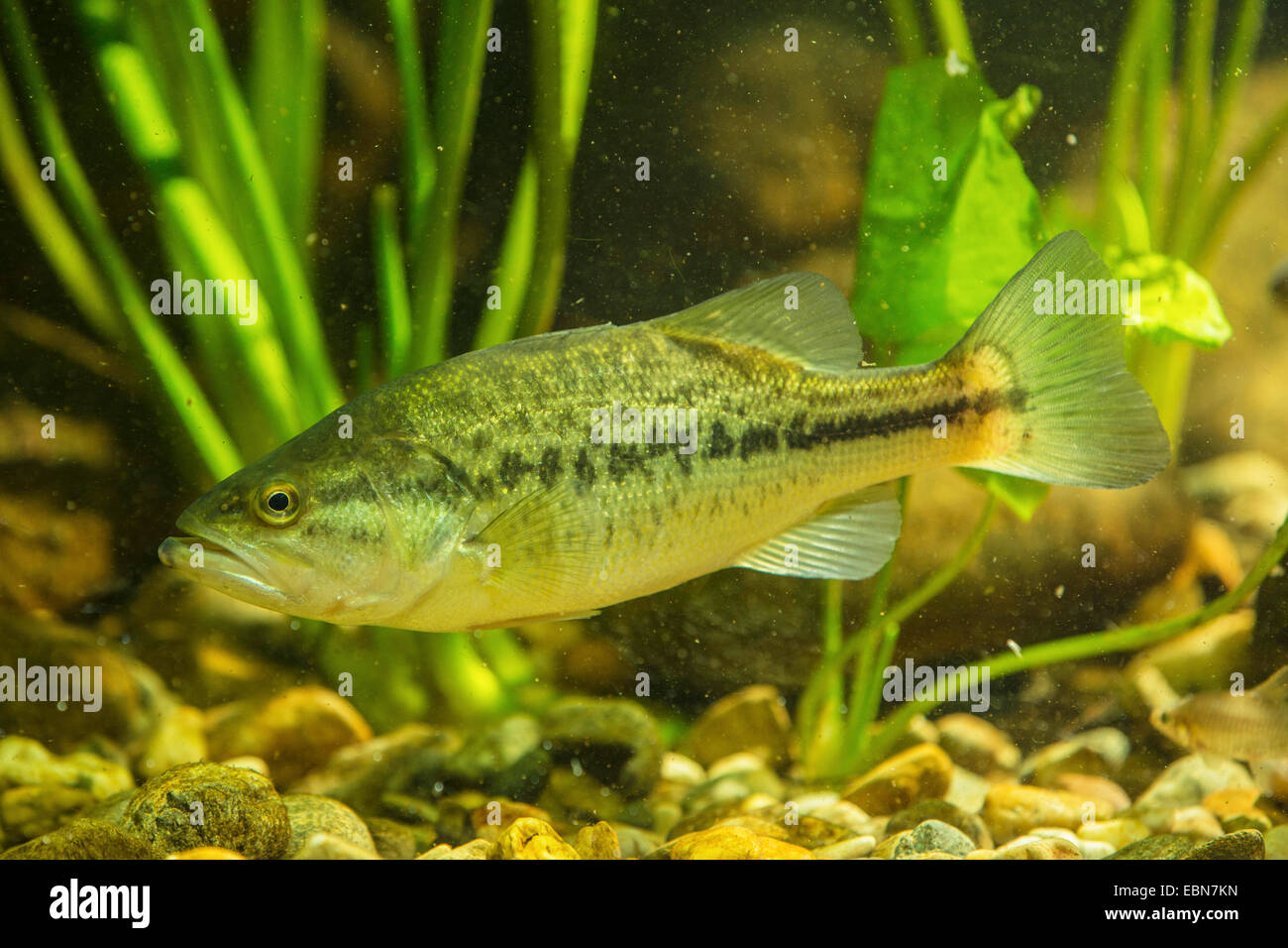 Largemouth Bass Micropterus Salmoides Fotos E Imagenes De Stock Alamy