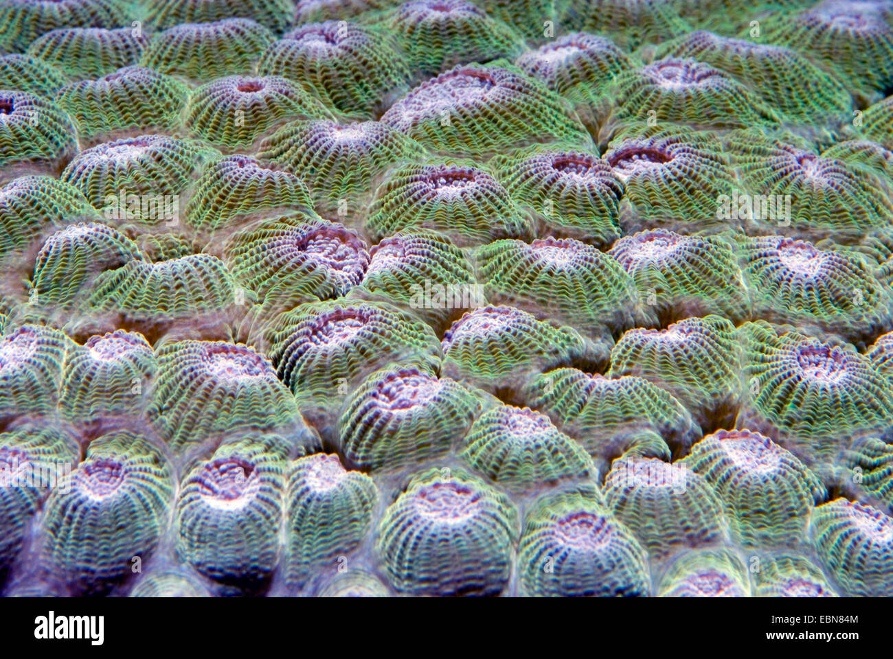 (Diploastrea heliopora corales pétreos), macro shot Foto de stock