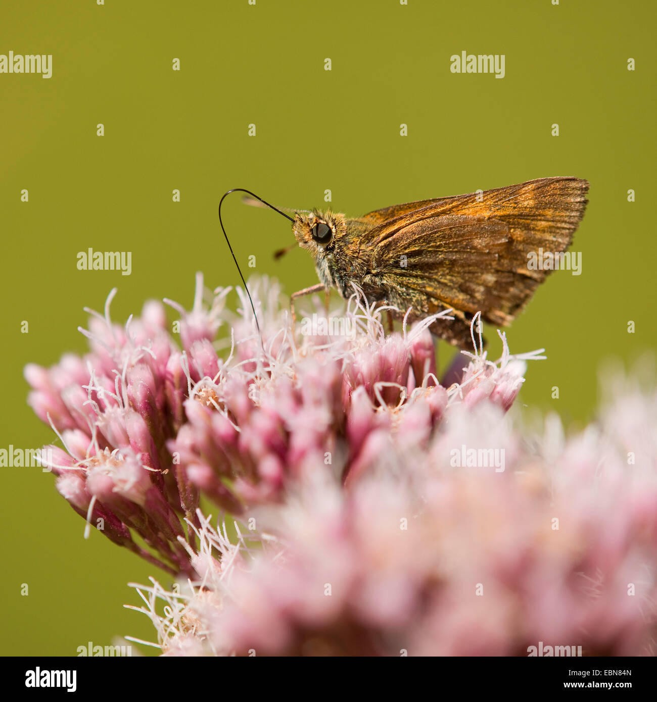 Gran Capitán (Ochlodes venatus, Ochlodes sylvanus Ochlodes venata,), chupando el néctar de una flor de cáñamo-agrimony, Alemania Foto de stock