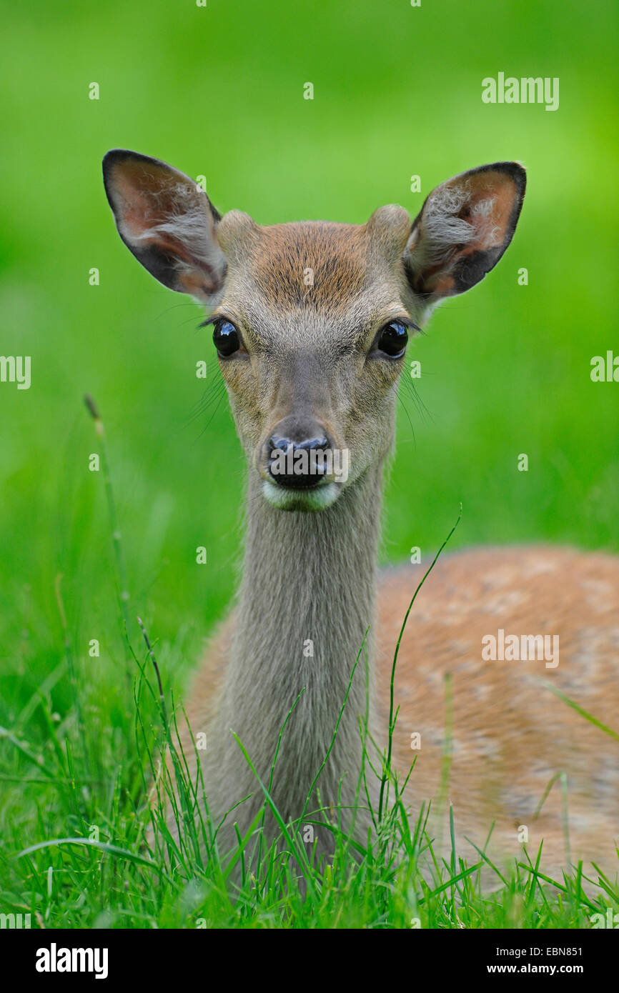 Ciervos Sika sika Tame, venados, ciervos domesticados (Cervus nippon),  joven ciervo tumbado en una pradera retrato de media longitud Fotografía de  stock - Alamy