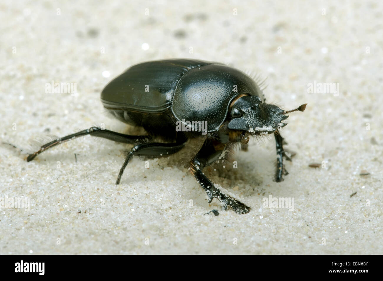 Escarabajo sagrado escarabajo escarabajo egipcio (Scarabaeus sacer), vista lateral Foto de stock