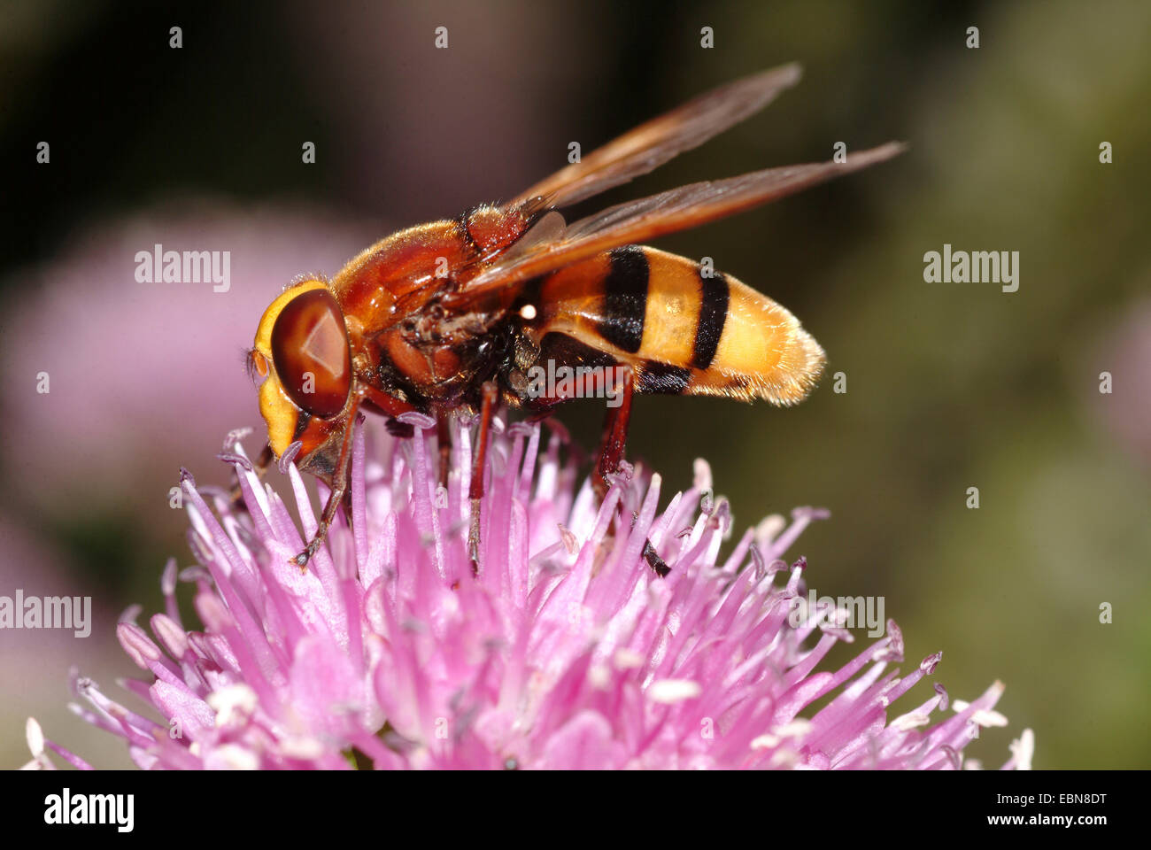 Hornet imitan (Volucella zonaria hoverfly), sentada sobre una flor de trébol , Alemania Foto de stock
