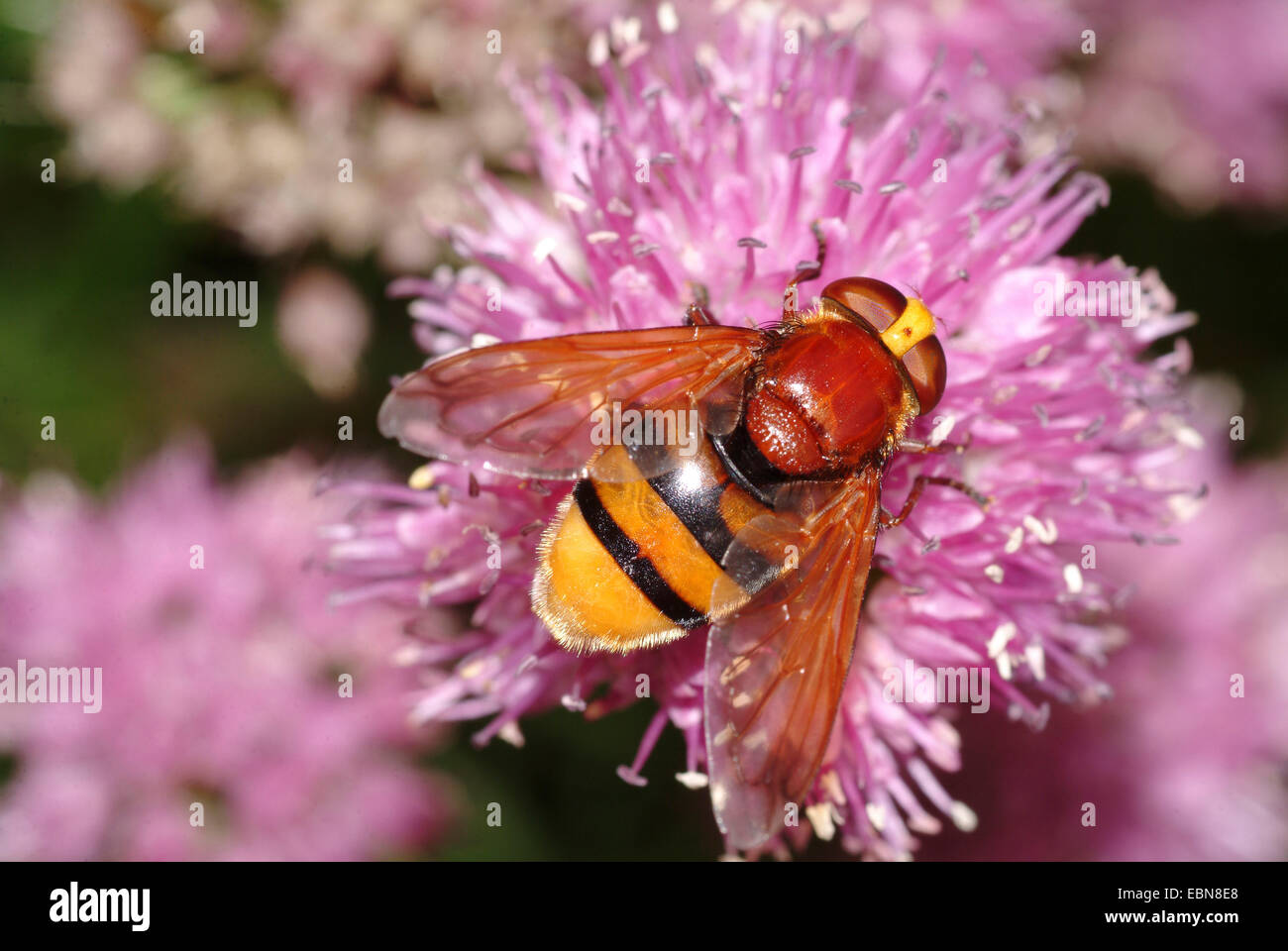 Hornet imitan (Volucella zonaria hoverfly), sentada sobre una flor, Alemania Foto de stock