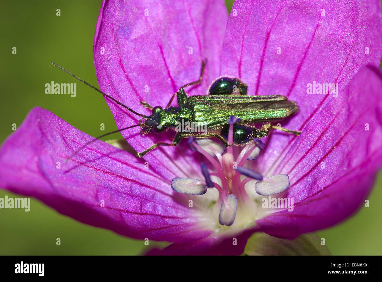 Patas gruesas flor escarabajo (Oedemera nobilis), sobre una flor, Alemania, Hesse. Foto de stock