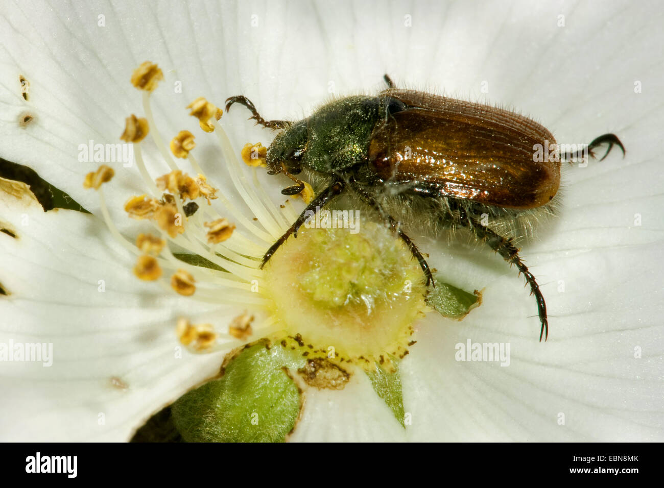 Jardín, jardín chafer Escarabajo (Phyllopertha horticola de follaje, Phylloperta horticola), alimentándose de polen de una flor, Alemania Foto de stock