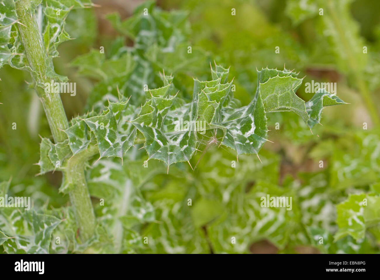 Beato milkthistle, cardo, cardo mariano (silybum marianum), hojas Foto de stock