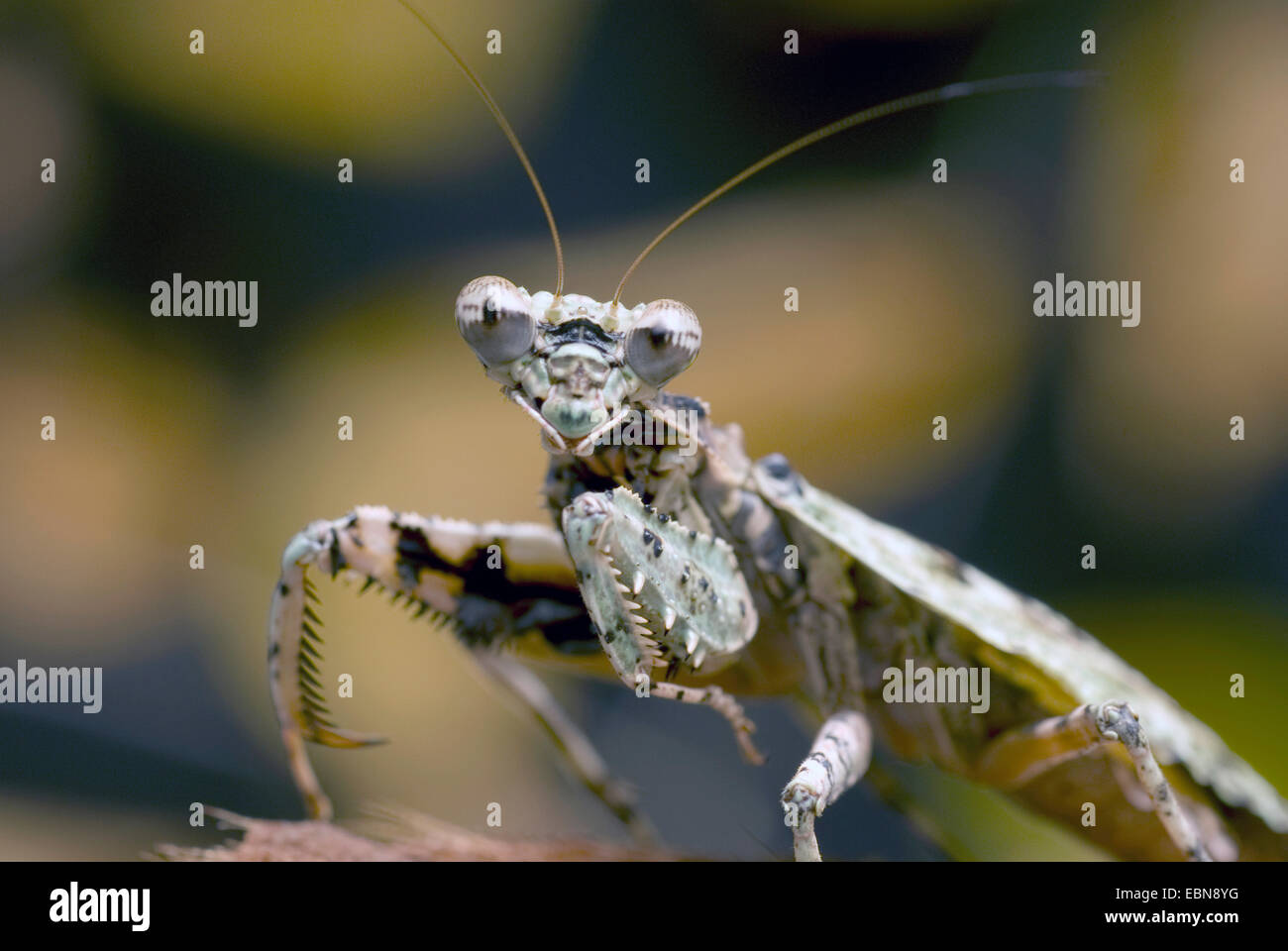 Theopompa servillei Mantis (corteza), media longitud vertical Foto de stock