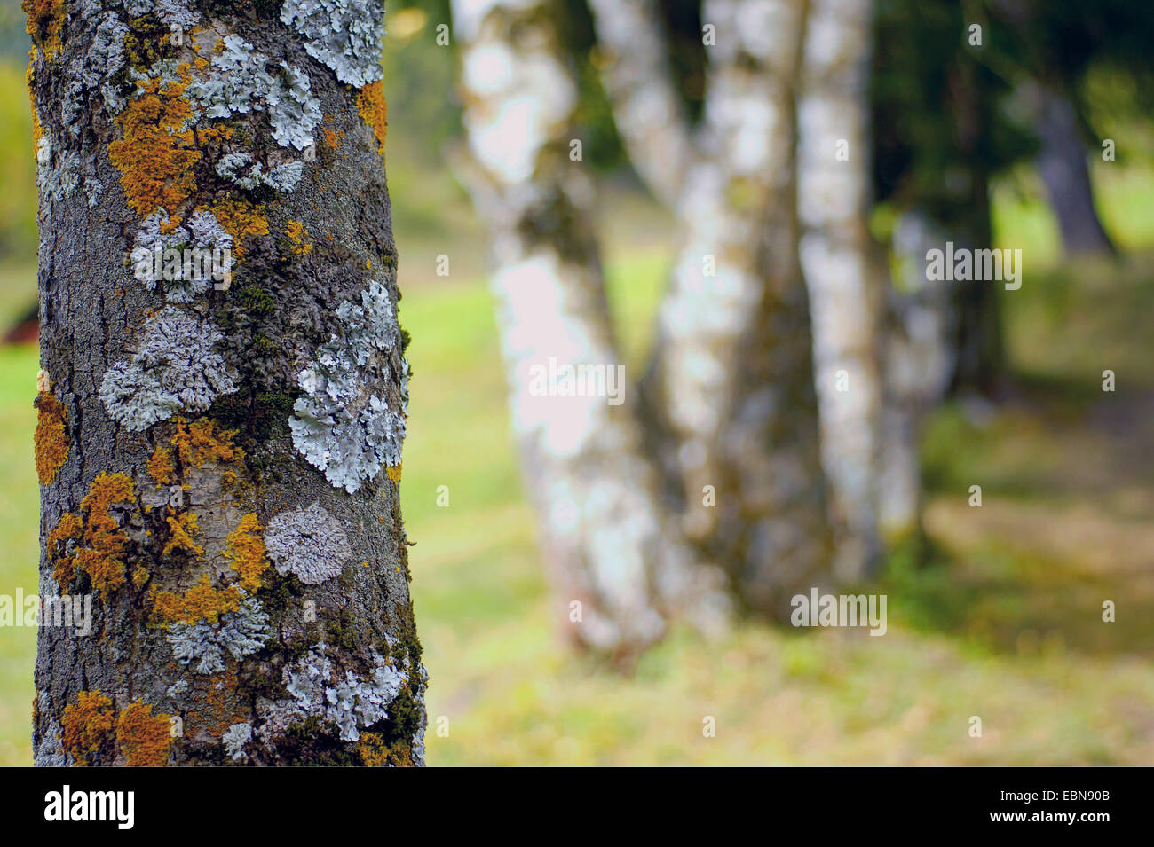 Líquenes diferentes sobre el tronco de un árbol, Suiza, Valais, Oberwallis Foto de stock