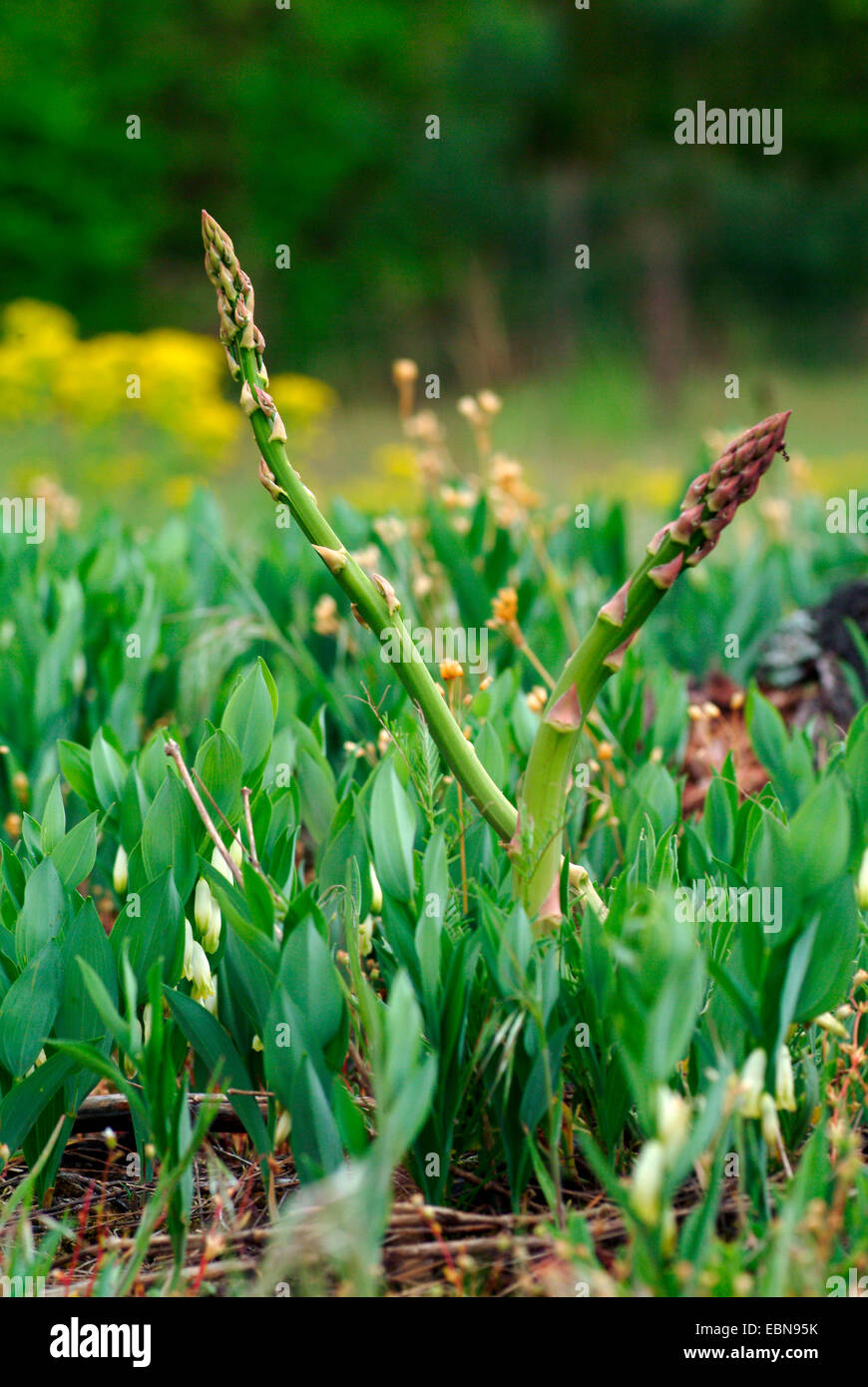 Jardín de espárragos, Sparrow Gras, espárragos trigueros (Asparagus officinalis), el joven grita, Alemania Foto de stock