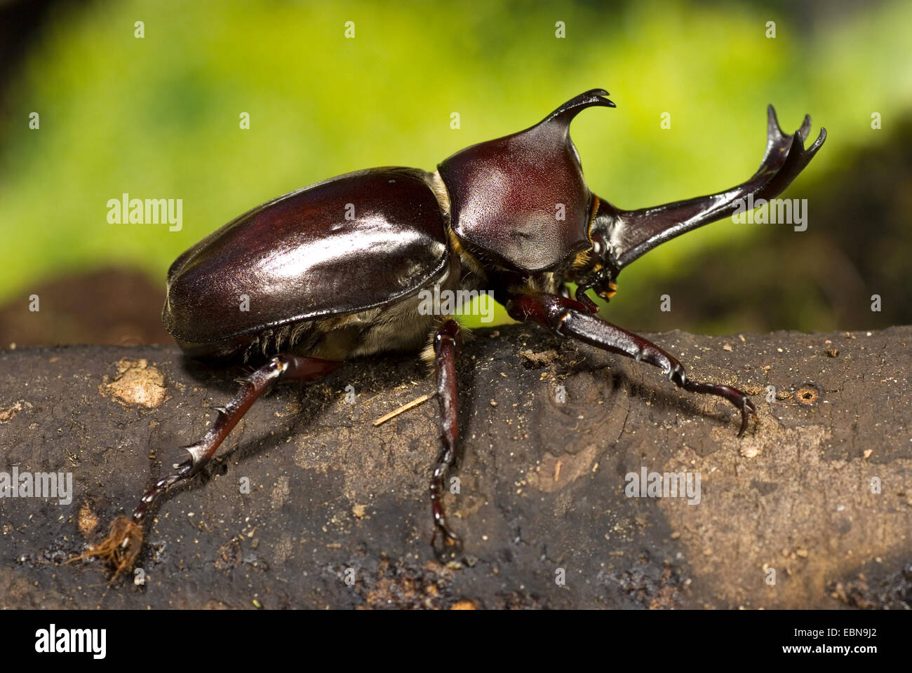 Escarabajo rinoceronte japonés, japonés (escarabajo cornudo Trypoxylus dichotoma Allomyhrina dichotoma), sentado en una rama masculina Foto de stock