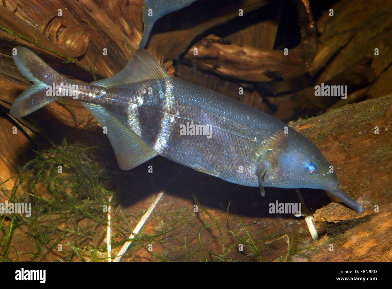 Pez nariz de elefante peters fotografías e imágenes de alta resolución