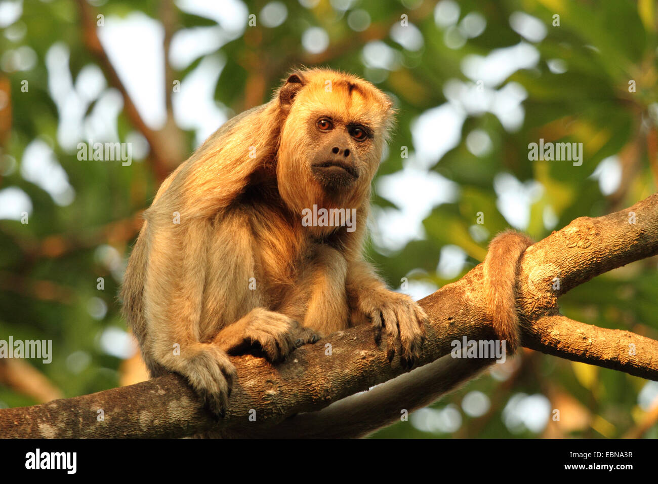 Mono aullador negro (alouatta caraya), sentada en la rama femenina en la luz del atardecer, Brasil, Matto Grosso, Pantanal Foto de stock