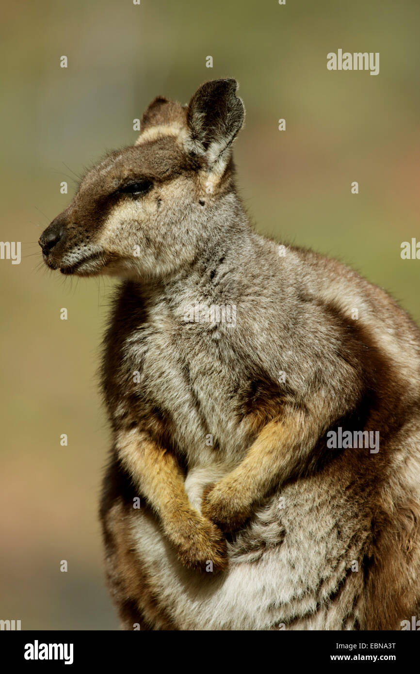 Negro-footed rock wallaby (Petrogale lateralis), retrato de una mujer, Australia, el Territorio del Norte, en el oeste de las montañas MacDonnell Foto de stock