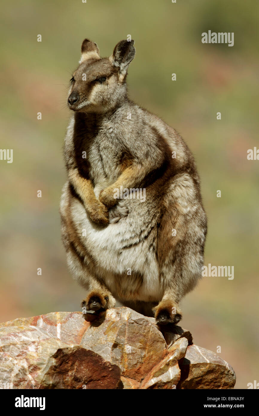 Negro-footed rock wallaby (Petrogale lateralis), sentado sobre una roca, Australia, el Territorio del Norte, en el oeste de las montañas MacDonnell Foto de stock