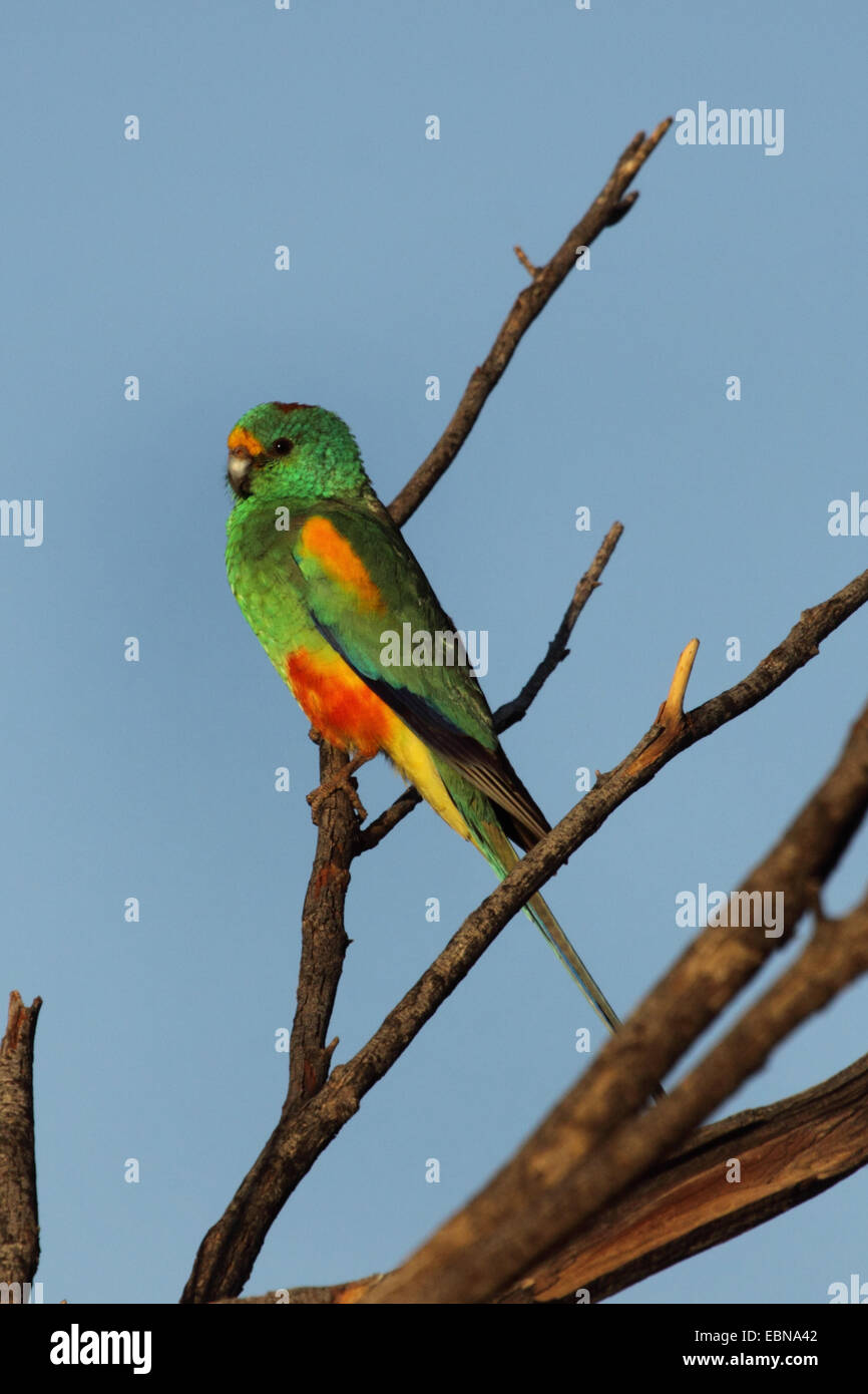 Parrot (Mulga Psephotus varius), donde se posan en la rama, Australia, Australia Occidental Foto de stock