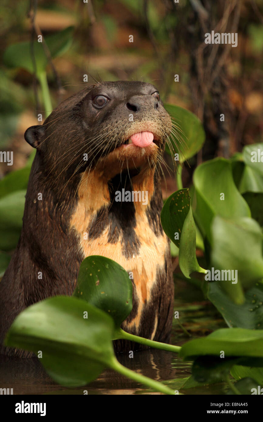 Nutria gigante (Pteronura brasiliensis), sentado en medio de jacintos de agua y sacando su lengua, Brasil, Mato Grosso, el Pantanal Foto de stock