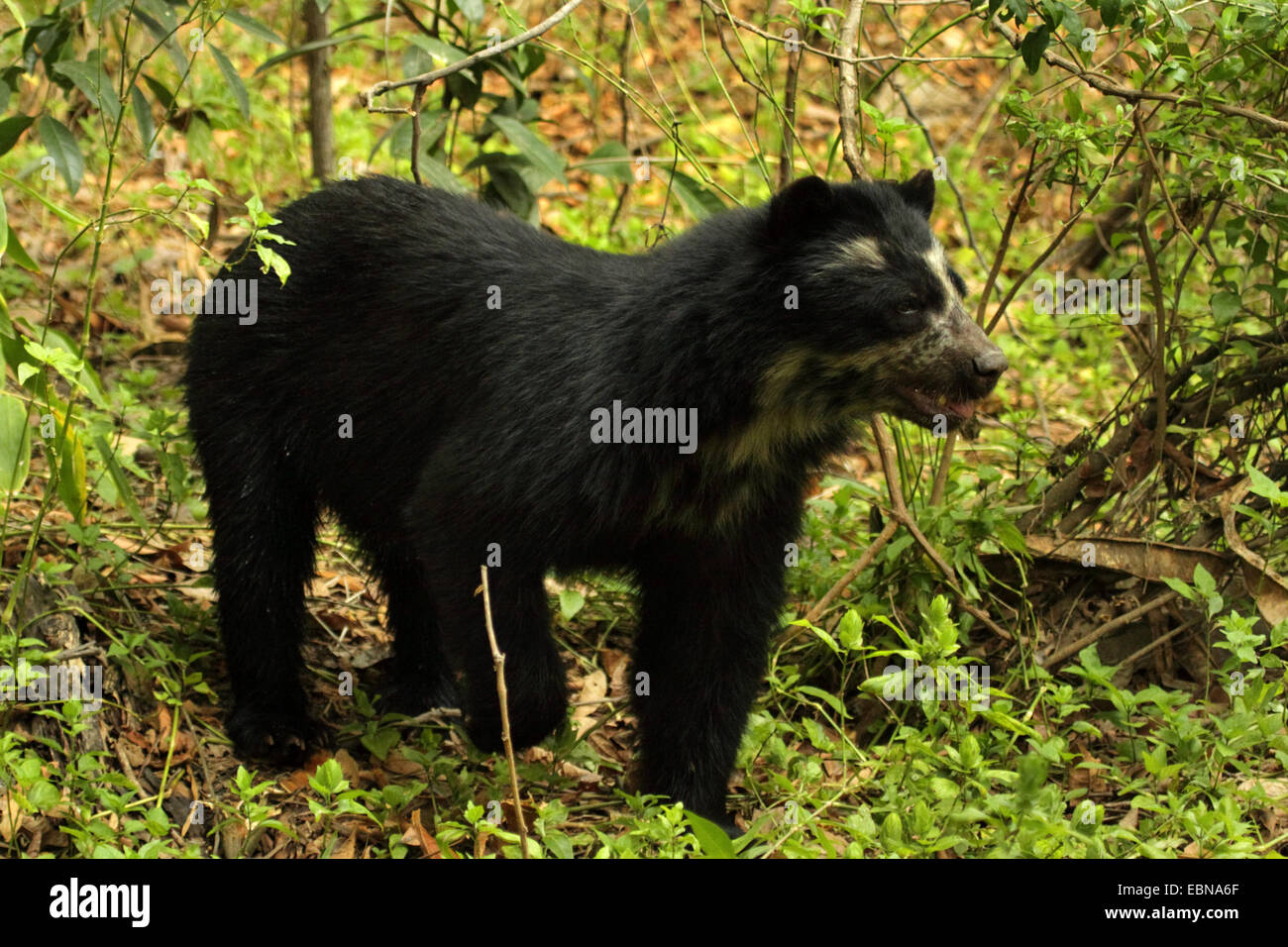 Oso de anteojos, oso andino (Tremarctos ornatus), paseos en el bosque, el Perú, Lambayeque, Reserva llamada Cerro Chaparrí Foto de stock
