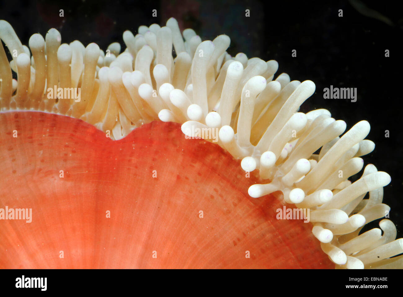 Anémona magnífica, magnífica anémona de mar (Heteractis magnifica), detalle de una anémona magnífica Foto de stock