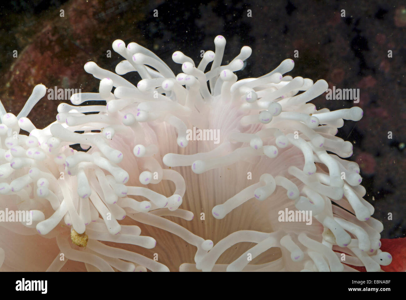 Anémona magnífica, magnífica anémona de mar (Heteractis magnifica), tentáculos de una anémona magnífica Foto de stock
