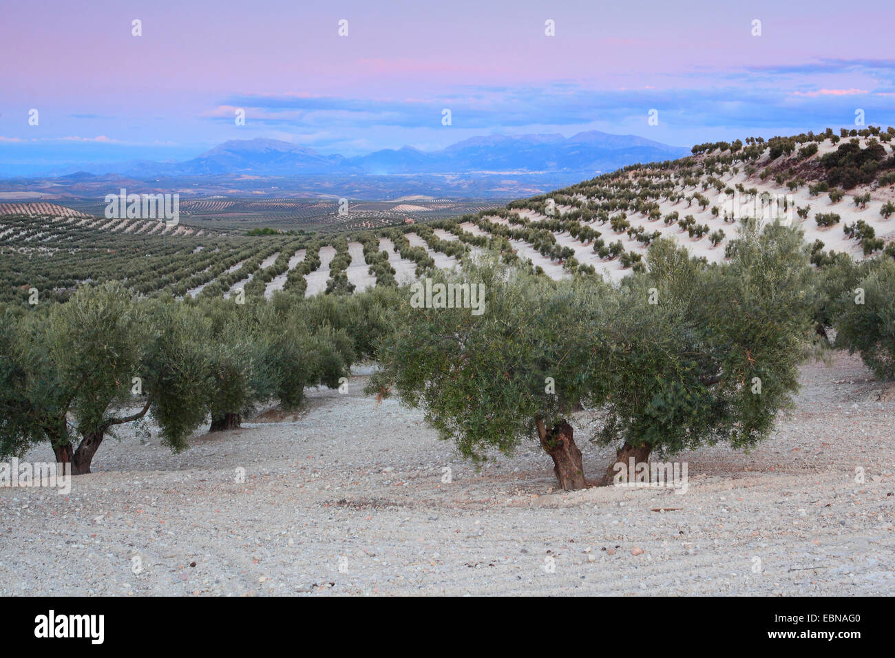 Los olivares en la A311 entre Andujar und JaÚn, Andalucía, Jaén Foto de stock