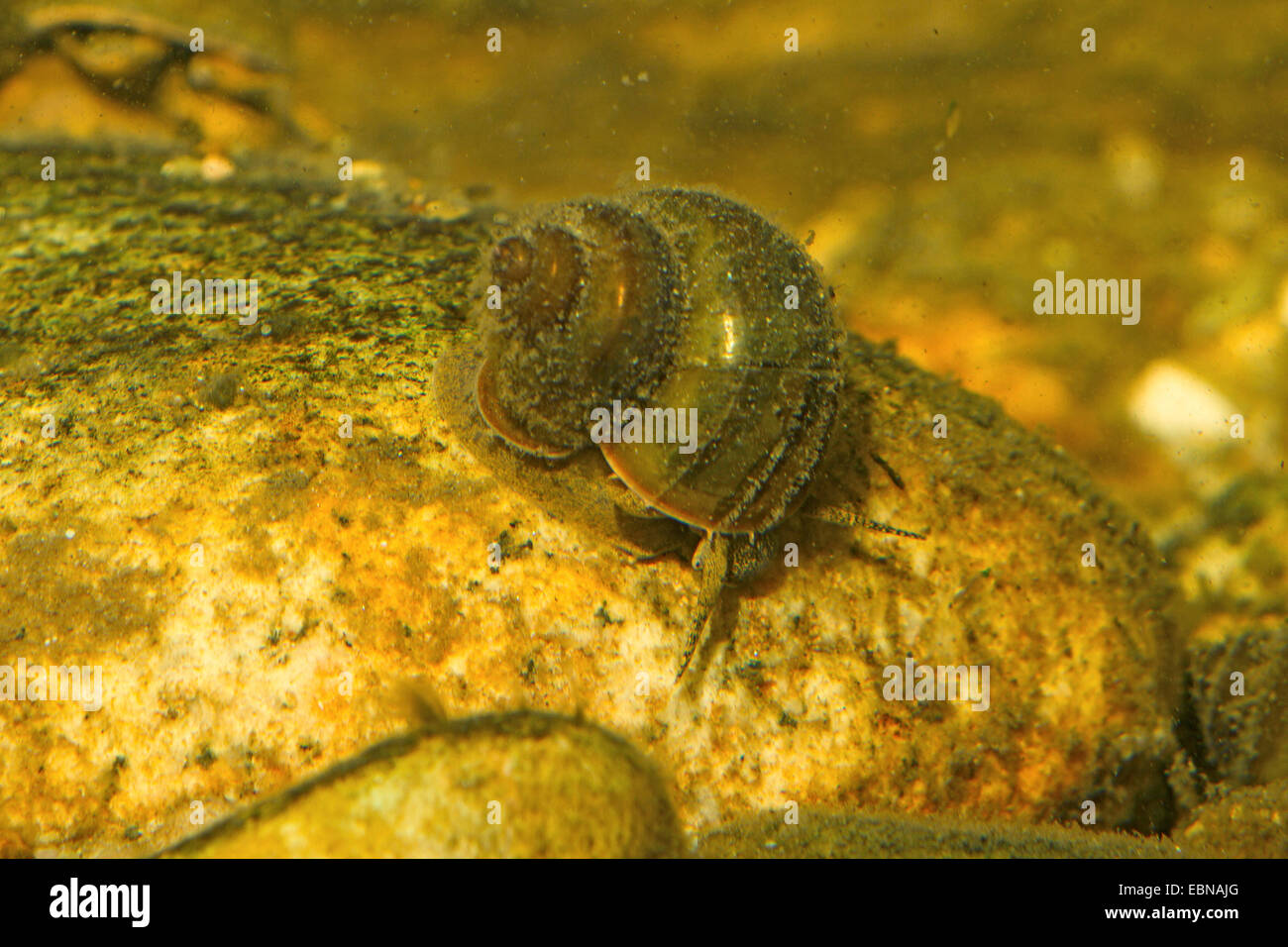 Río caracoles (Viviparus spec.), alimentándose de algas de una piedra Foto de stock
