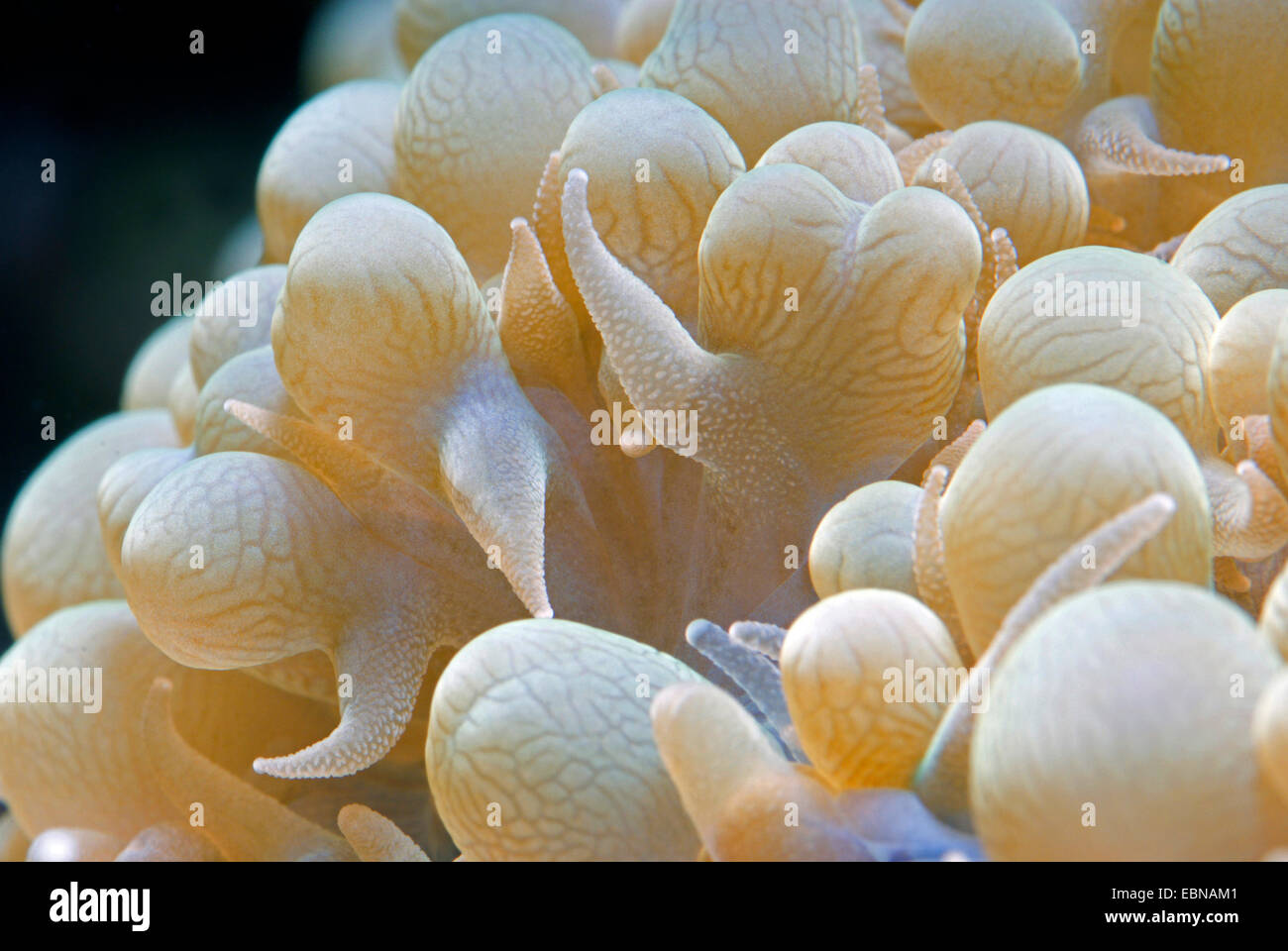 Pearl Physogyra lichtensteini burbuja (coral), macro shot Foto de stock