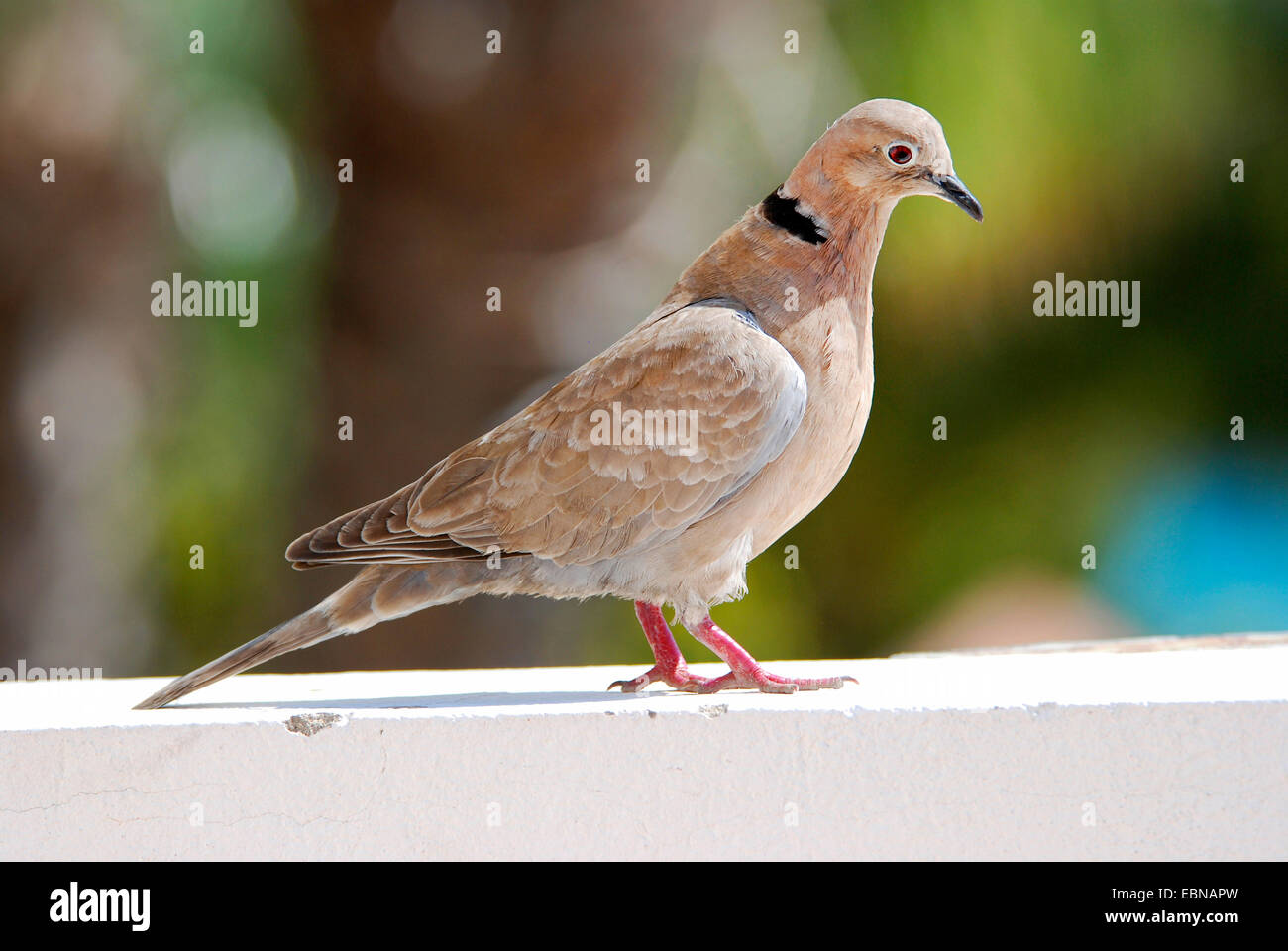 (Streptopelia decaocto collared dove), sobre una pared, Fuerteventura, Islas Canarias Foto de stock