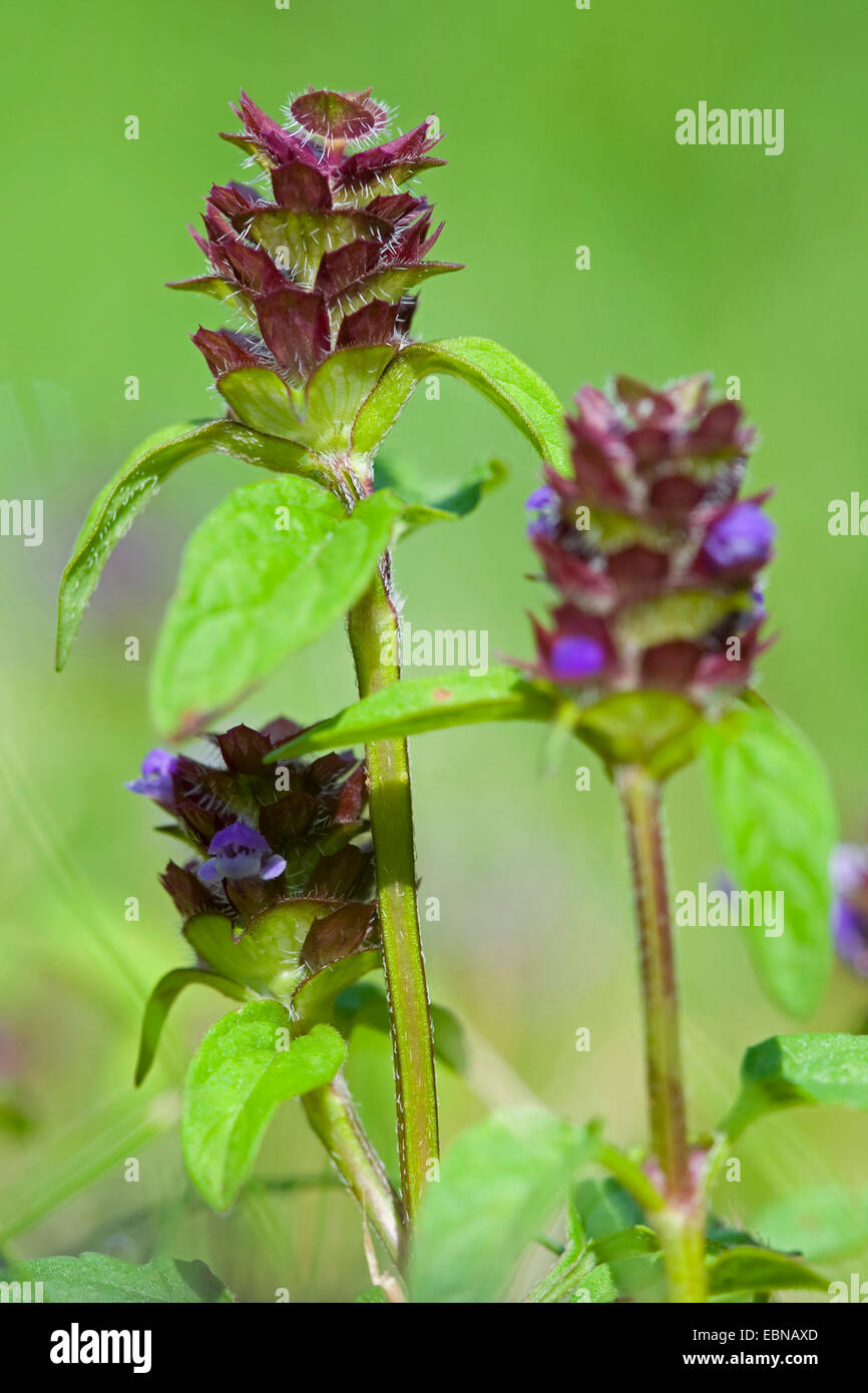 Carpintero-weed, sanar, auto-sanar (Prunella vulgaris), floreciendo, Alemania Foto de stock