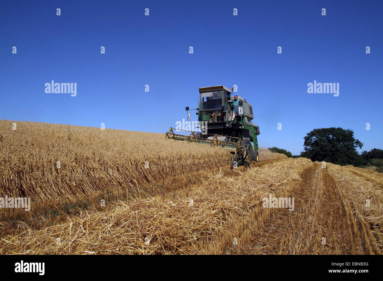 Cosechadora de maíz en el campo de avena, Alemania Foto de stock