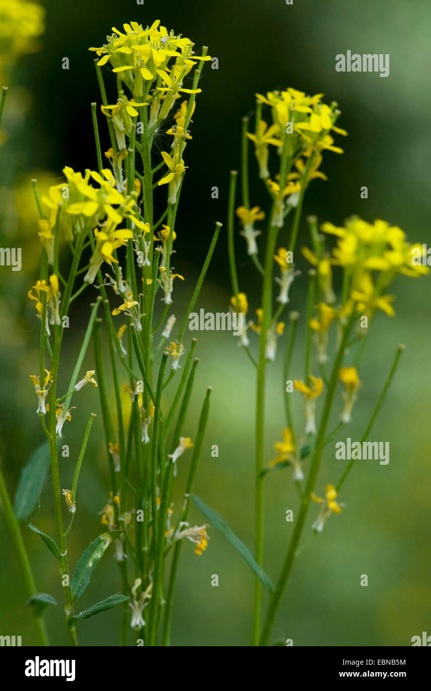 Alhelí (Erysimum hieraciifolium europeo), floreciendo, Alemania Foto de stock