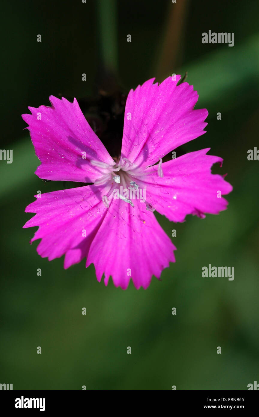 Rosa, Rosa Clusterhead Cartuja (Dianthus carthusianorum), flor, Alemania Baden-Wurtemberg Foto de stock