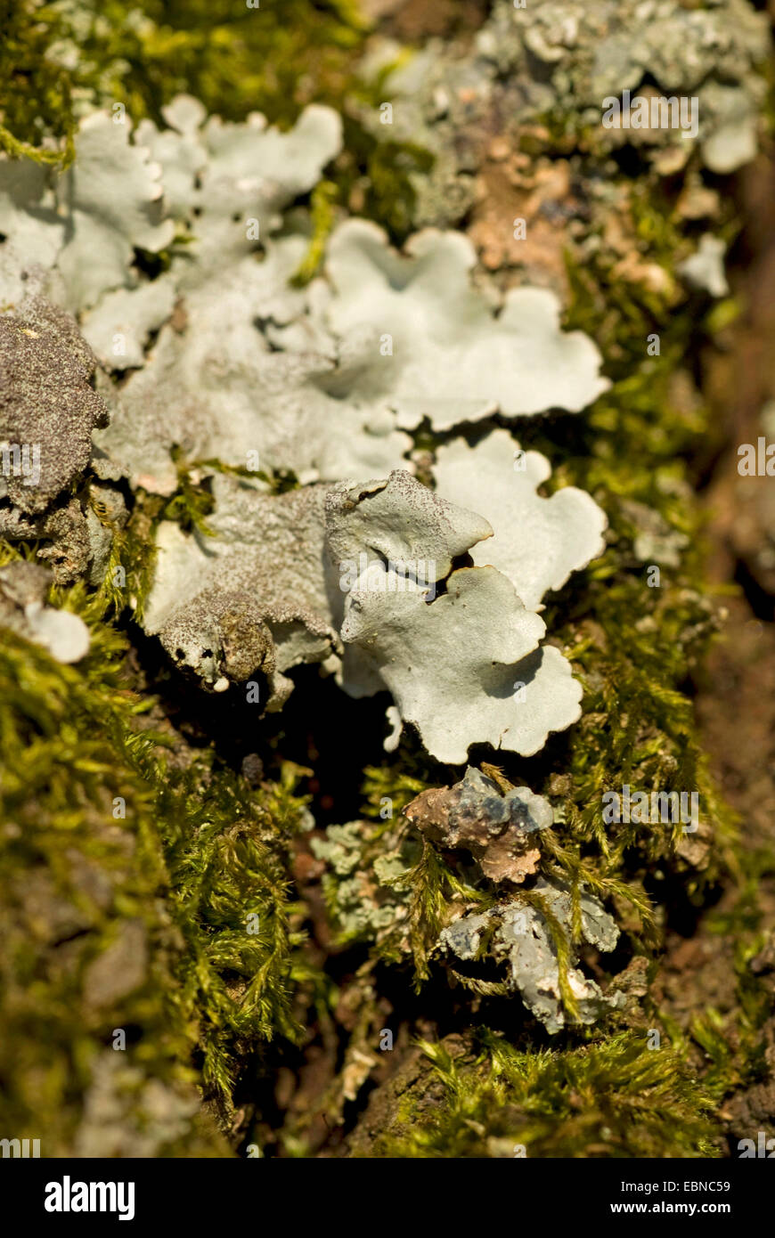 Liquen (Parmelina tiliacea), sobre la corteza, Alemania Foto de stock