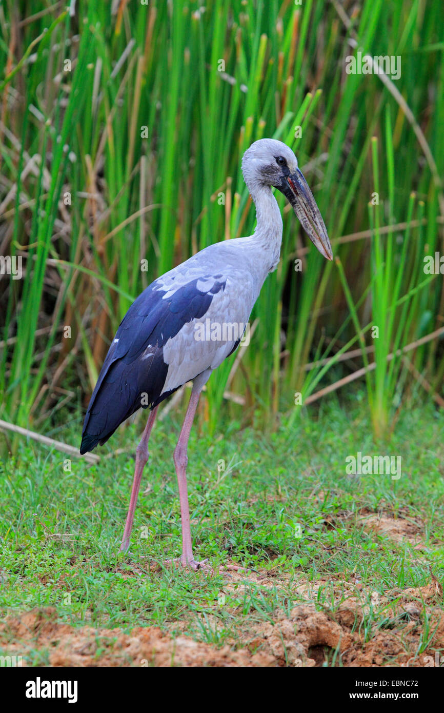 Carta abierta de Asia (Anastomus oscitans cigüeña), en la orilla, Sri Lanka, el Parque Nacional de Yala Foto de stock