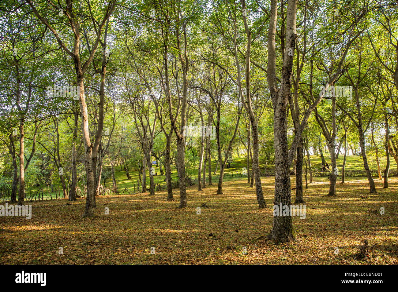 Bosque De Nogales Fotos e Imágenes de stock Alamy