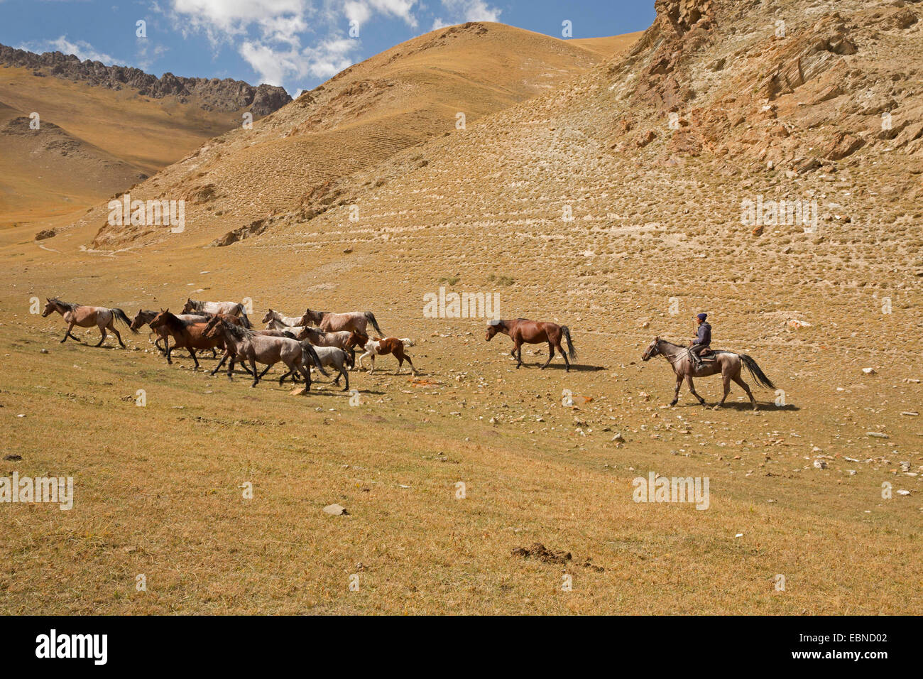Vaquera tendiendo una manada de caballos, Kirguistán, Naryn , Tash Rabat Foto de stock