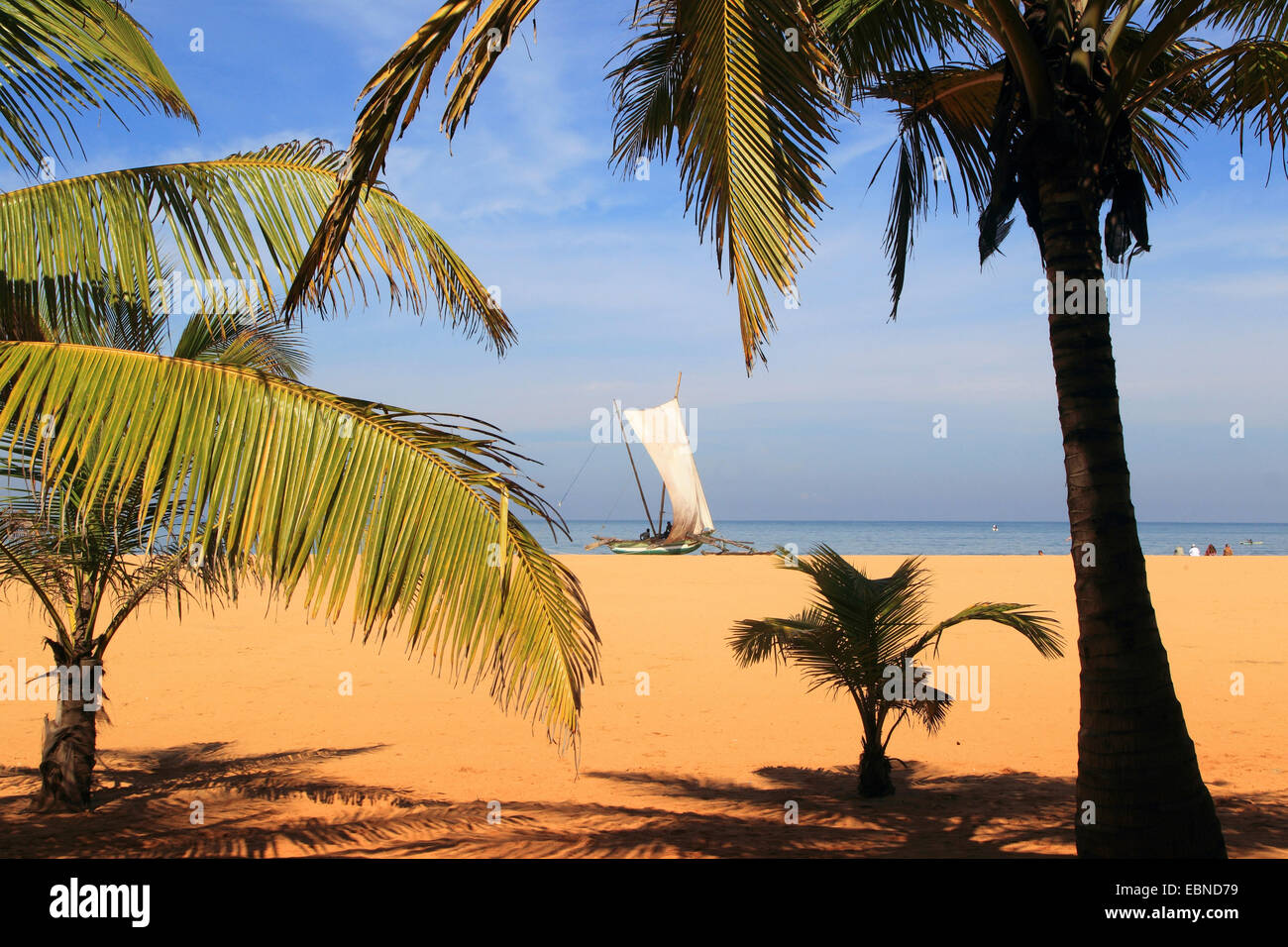 Outrigger barco con velas en el palm beach de Negombo, Sri Lanka Foto de stock
