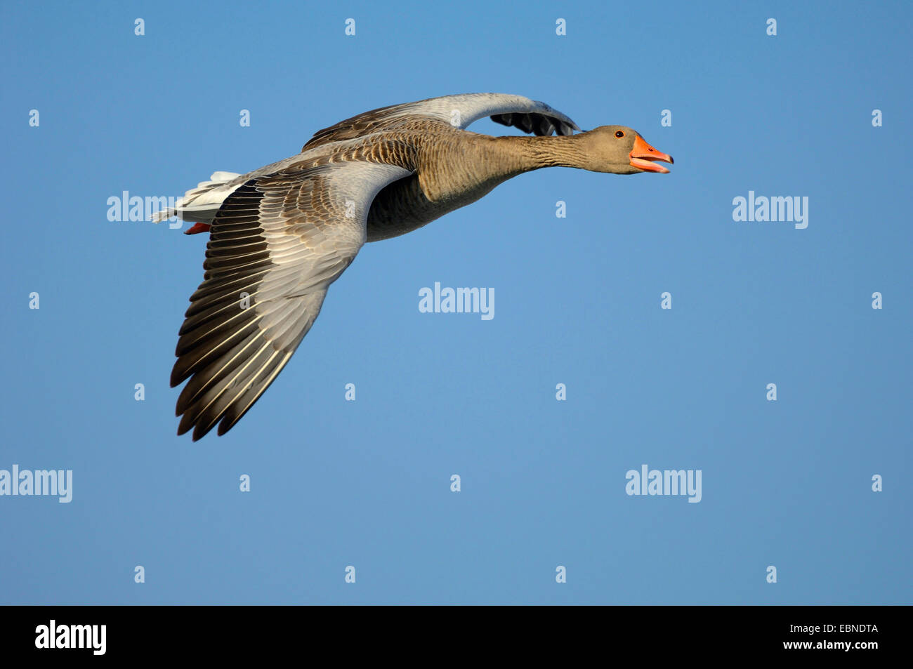 Graylag goose (Anser anser), volando en la primera luz, Alemania, Baviera Foto de stock