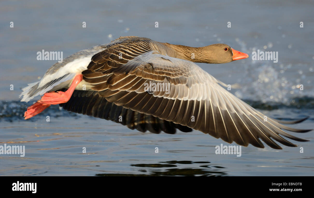 Graylag goose (Anser anser), volando de un lago en la luz de la mañana, Alemania, Baviera Foto de stock